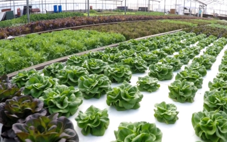 Ancient practice of aquaponic farming could solve drought challenge